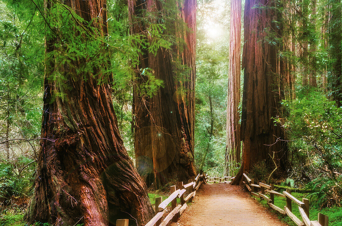 Muir Woods Nationaldenkmal, Marin County, Kalifornien, USA