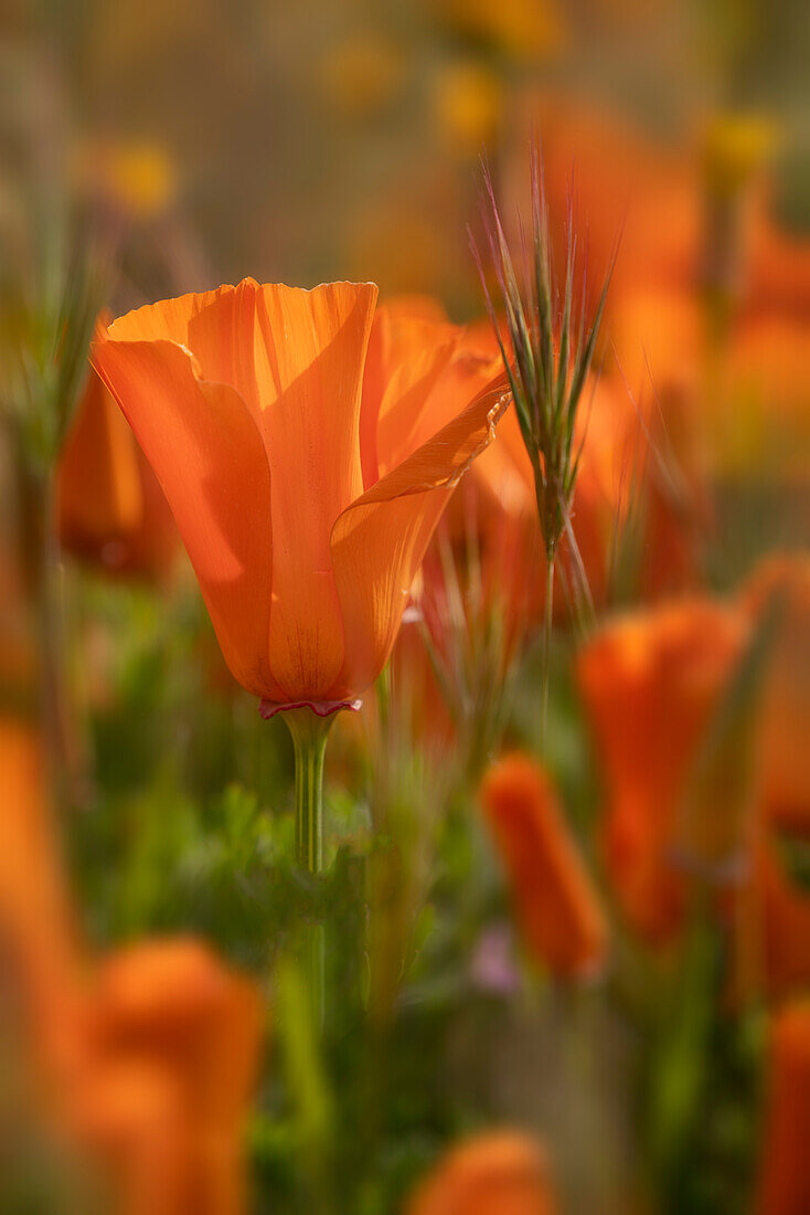 USA, California. Close-up of California poppy