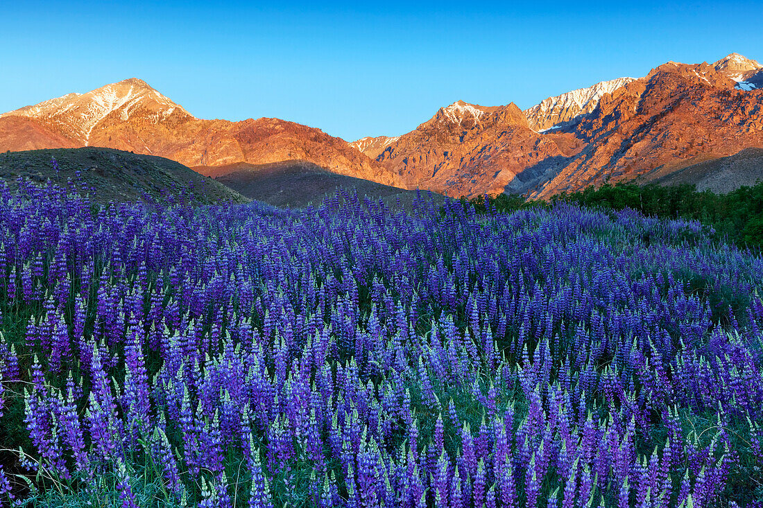 USA, California, Sierra Nevada Range. Blooming Inyo bush lupine in valley