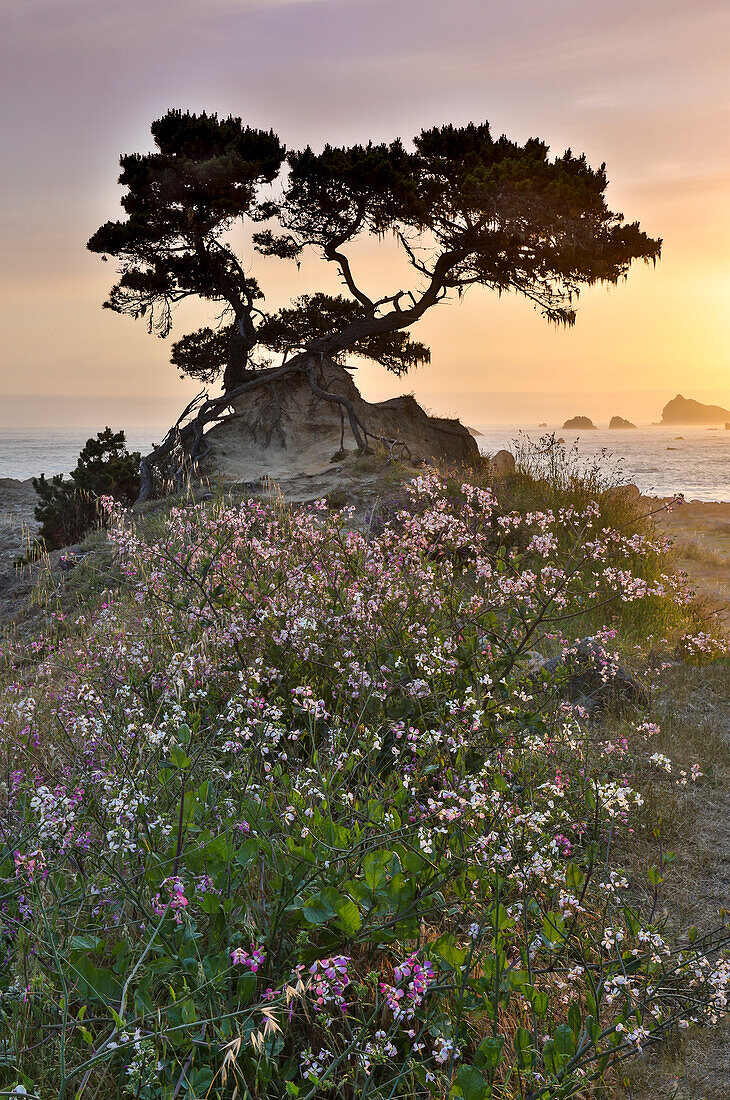 Cypress tree at sunset along the Northern California coastline, Crescent City, California