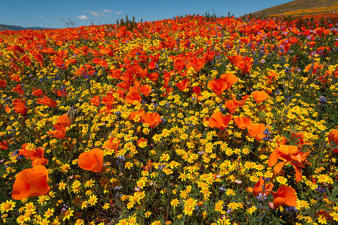 Usa, California. Superbloom hillside of poppies and gold fields near State Poppy Reserve, Lancaster, California