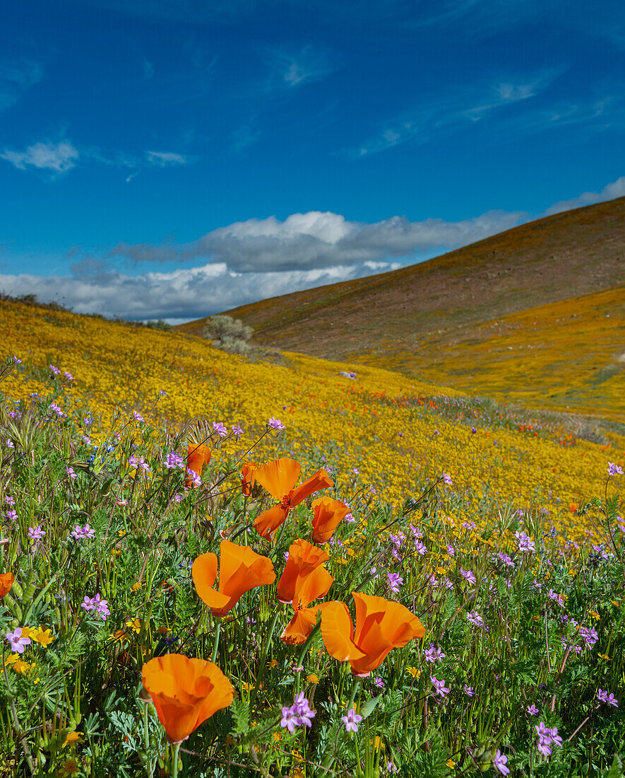 USA, California. California poppies, Filaree, and gold fields superbloom, near Lancaster, California