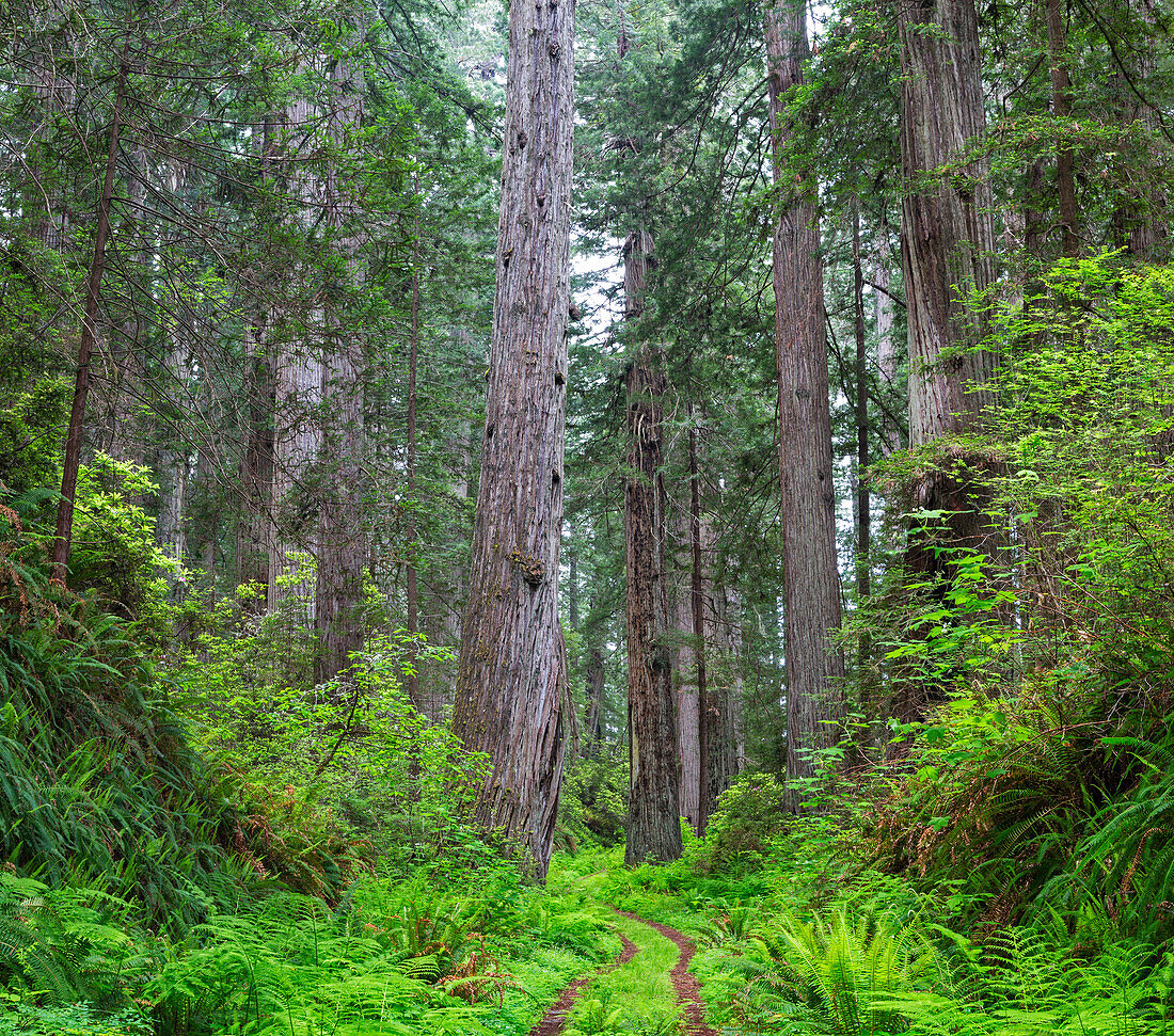 Kalifornien, Del Norte Coast Redwoods State Park, Damnation Creek Trail