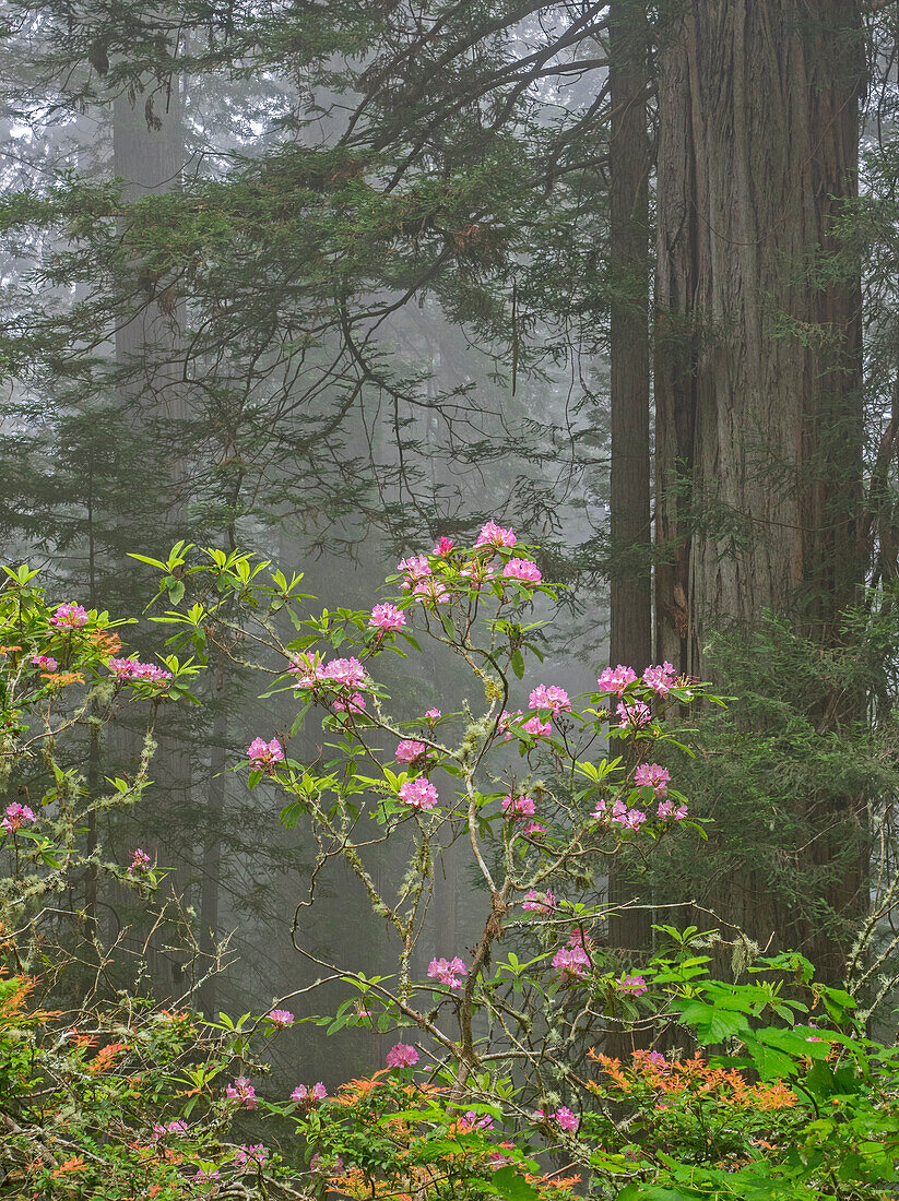 California, Del Norte Coast Redwoods State Park, redwood trees with rhododendrons