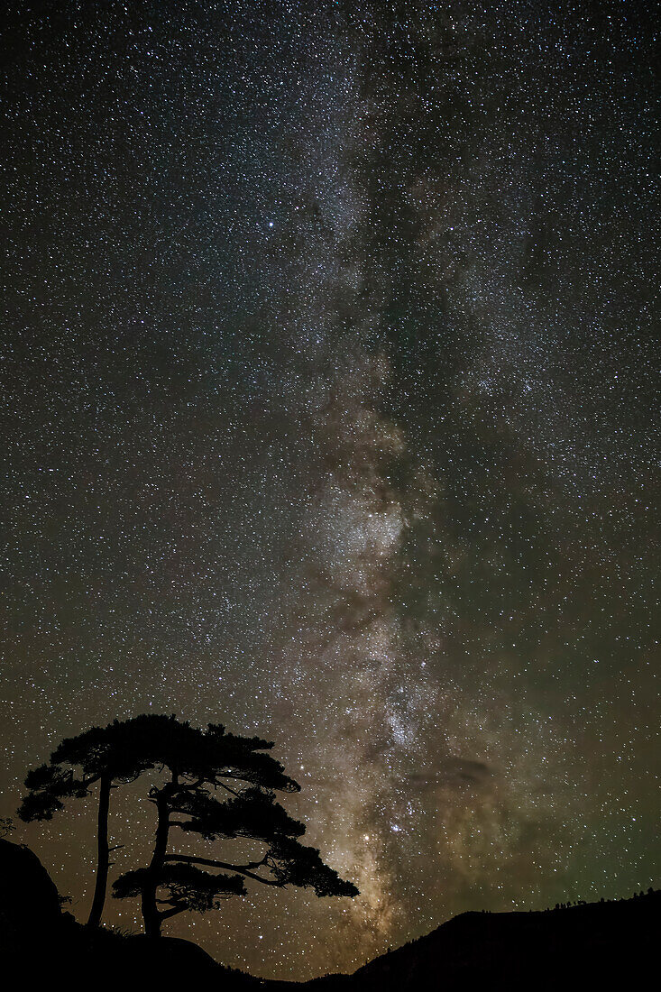 Milky Way and silhouetted tree, near Ouray, Colorado