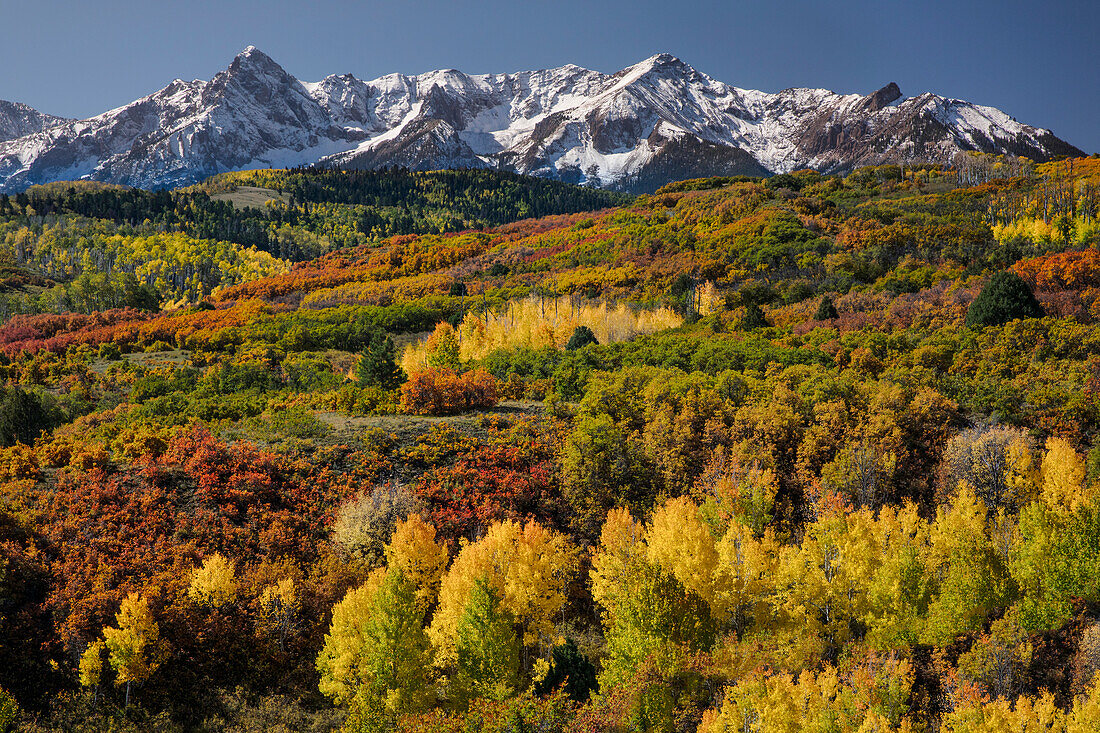 Autumn aspen trees and Sneffels Range, Mount Sneffels Wilderness, Uncompahgre National Forest, Colorado