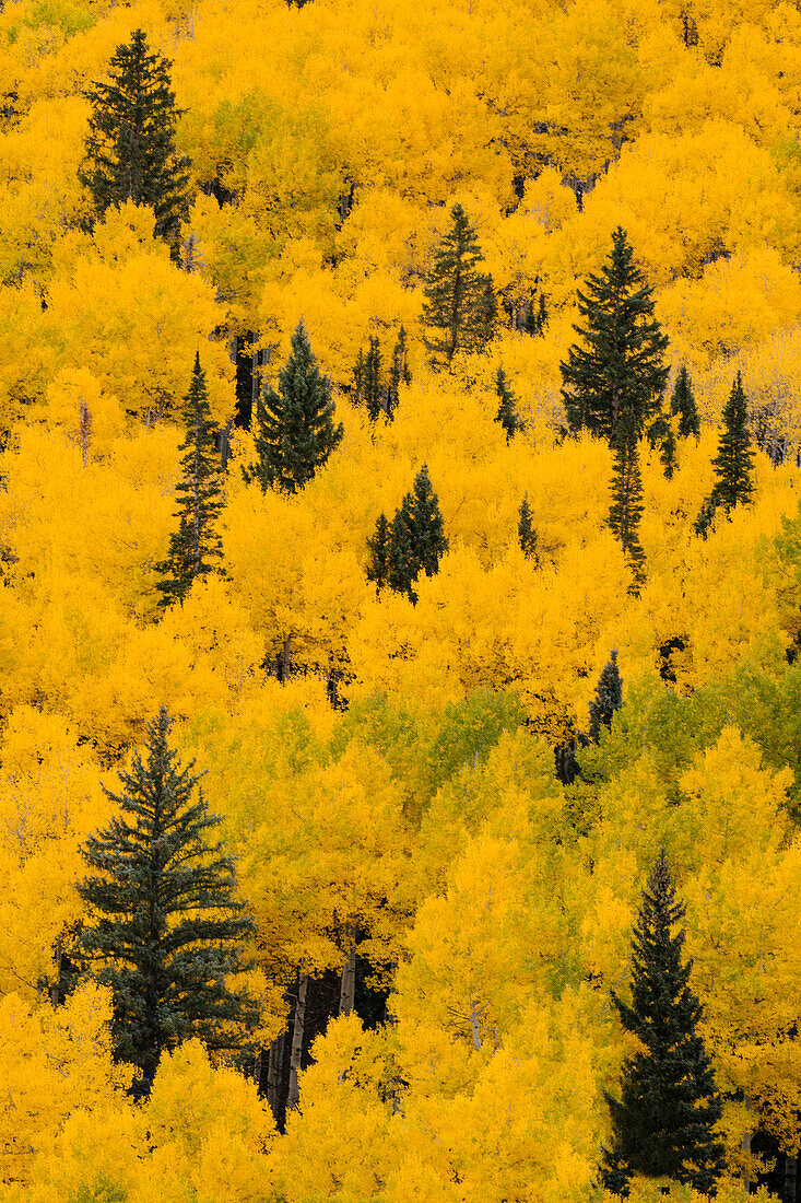 Massiver Berghang mit dichten Espen und Evergreens in Herbstfarben, Uncompahgre National Forest, Sneffels Range, Sneffels Wilderness Area, Colorado