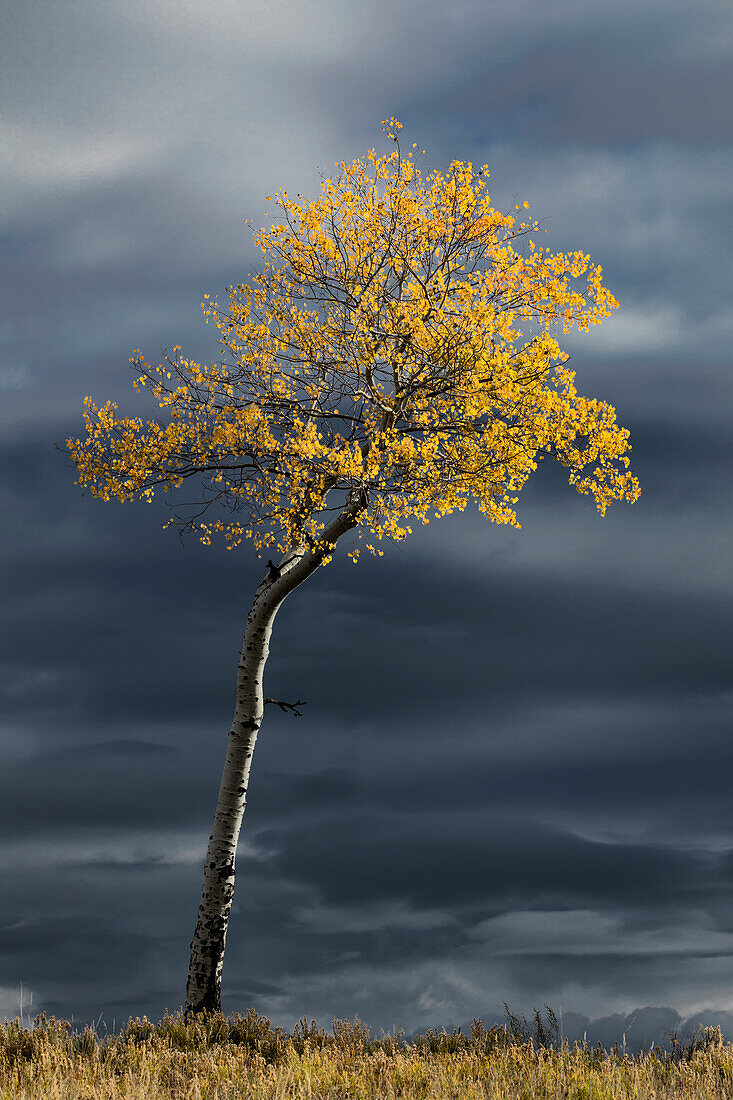 Einzelne sonnendurchflutete Espe in Herbstfarben gegen dunklen Gewitterhimmel, Uncompahgre National Forest, Colorado
