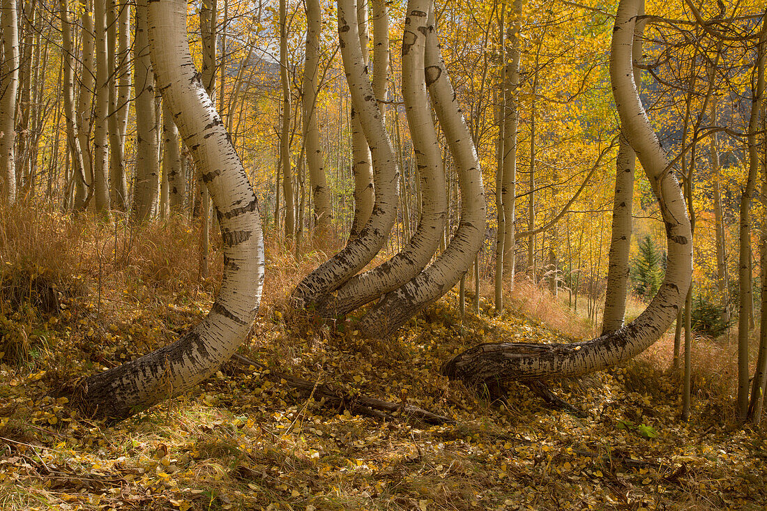 USA, Colorado, Uncompahgre National Forest. Symmetrically deformed aspen trunks