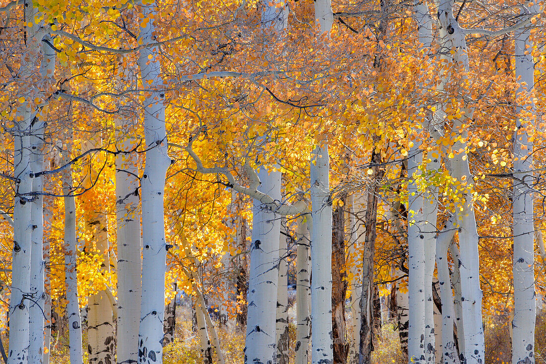 Aspen Glowing along Dallas Mountain Road, San Juan Mountains, Colorado