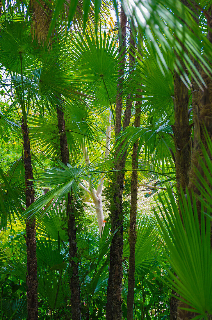 Florida, tropische Gartenpalmen