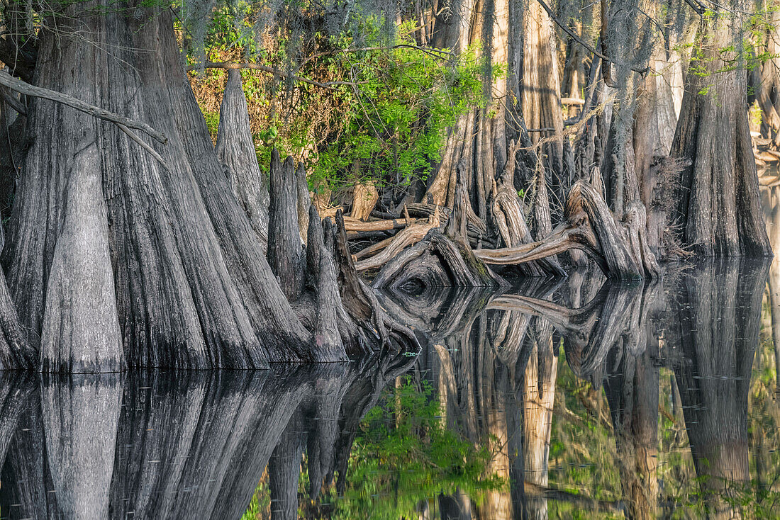 Ansicht des frühen Frühlings von Zypressen, die über das Schwarzwassergebiet des St. Johns River, Zentralflorida, nachdenken.