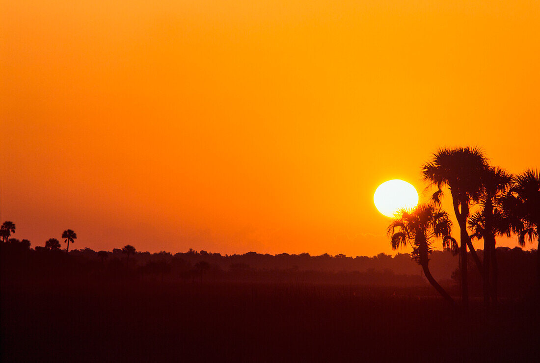 Palm trees and sunrise, Florida