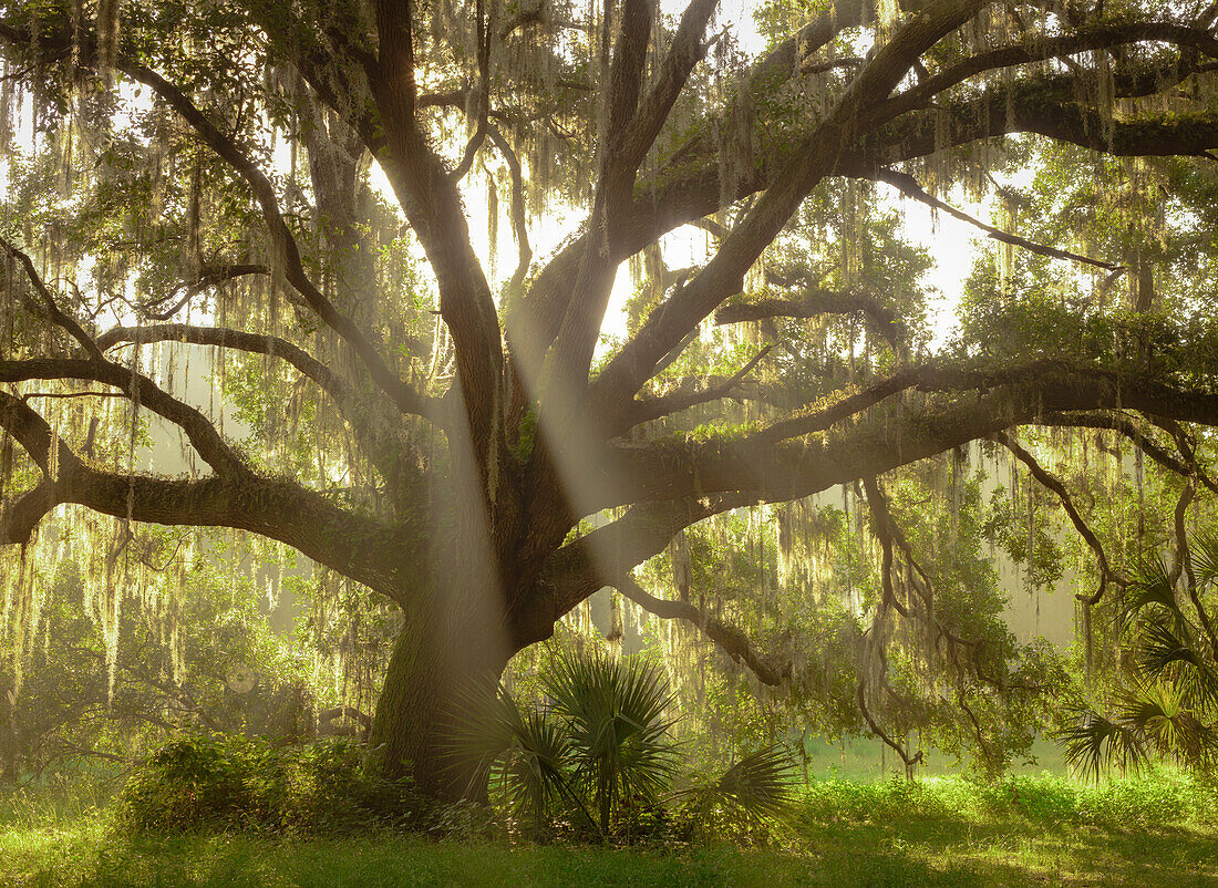 Schöne südliche Live Oak Tree, Quercus Virginiana, Zentralflorida