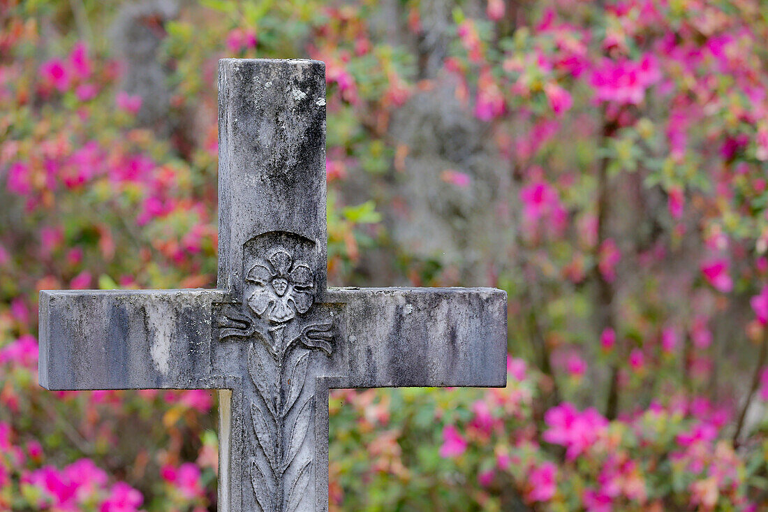 Grabsteine und Frühlingsblüte von Azaleen Bonaventure Cemetery, Savannah, Georgia