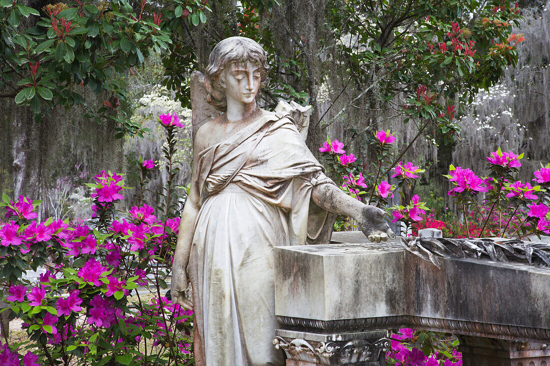 USA, Georgia, Savannah, Bonaventure Cemetery in the spring with azaleas in bloom.