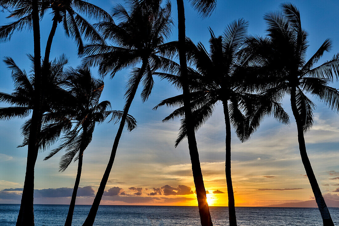 Sonnenuntergang und Silhouette Palmen, Kihei, Maui, Hawaii