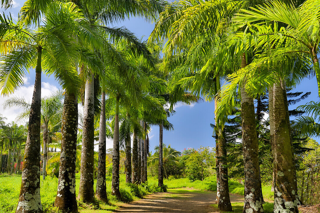 Von Palmen gesäumte Fahrbahn im Garden of Eden Arboretum, Maui, Hawaii