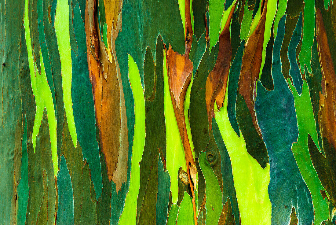 Regenbogen-Eukalyptusrinde (Eucalyptus deglupta, Mindanao Gum), Insel Kauai, Hawaii, USA