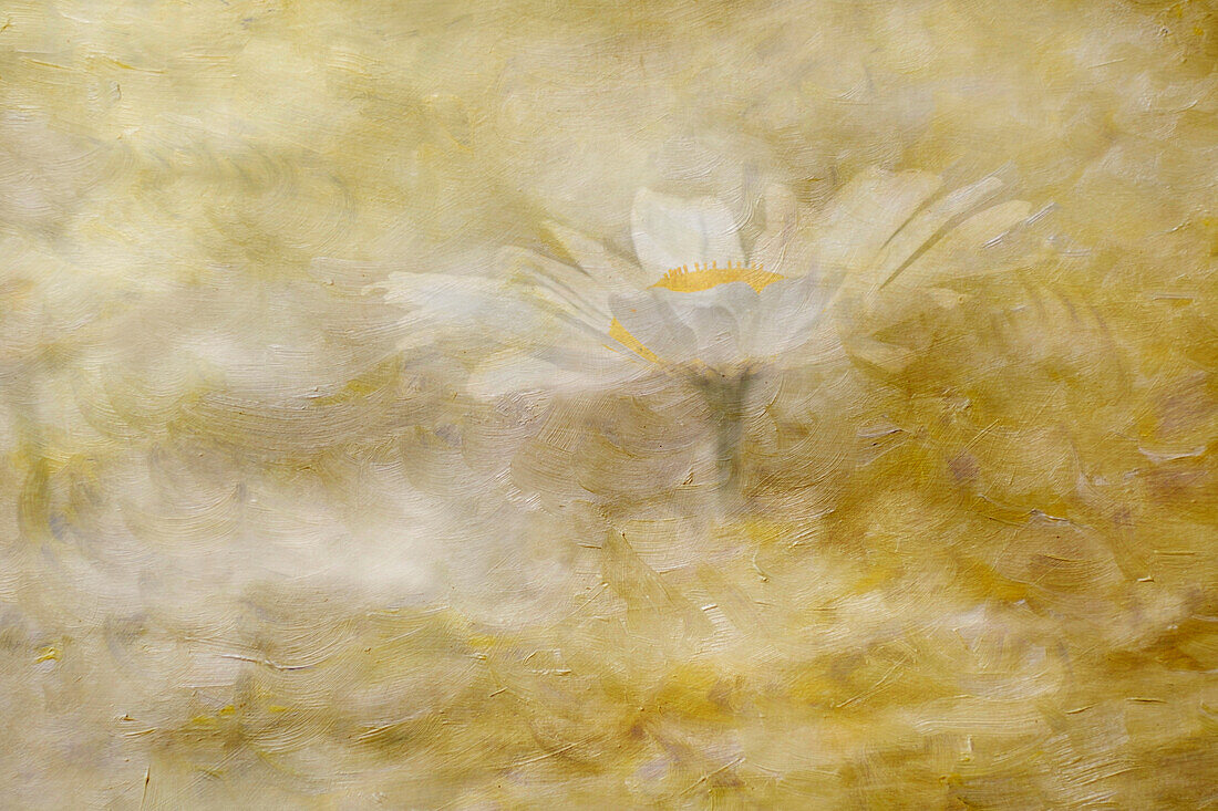 Composite image of Oxeye Daisy and texture, Louisville, Kentucky