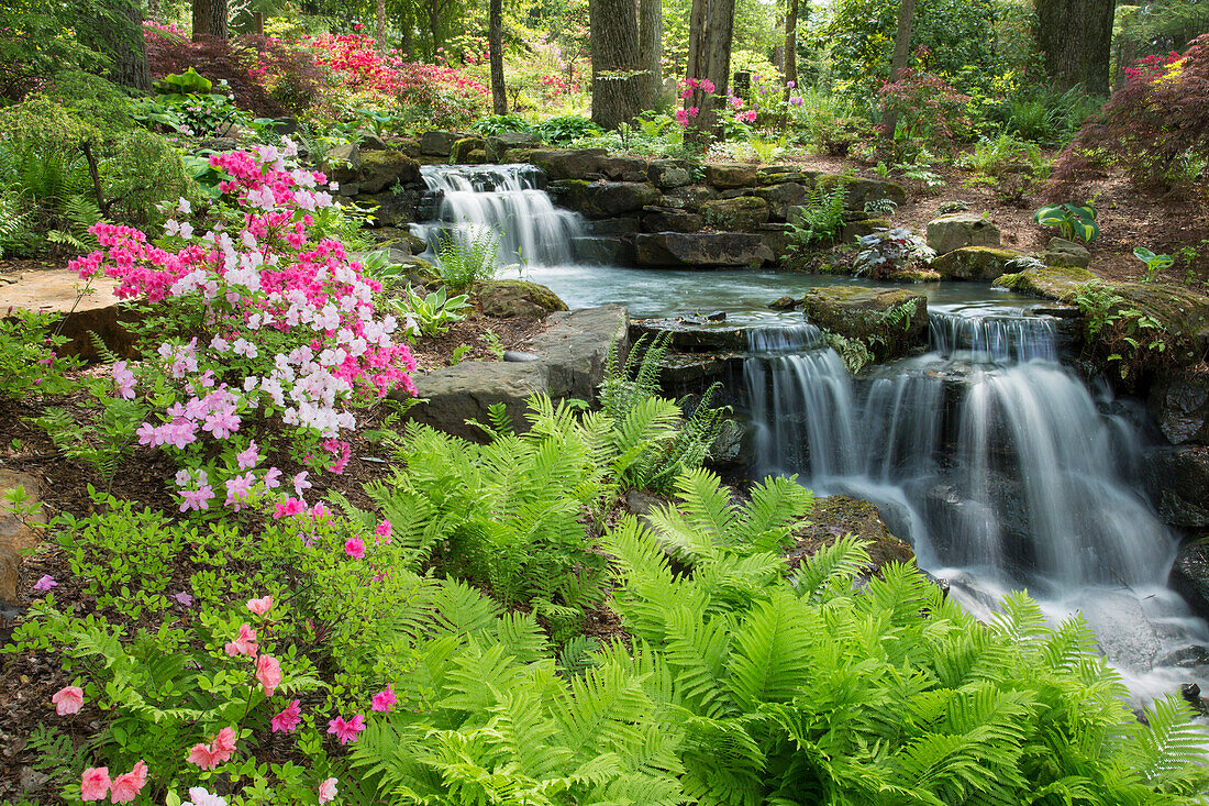 Wasserfall mit Farnen und Azaleen im Azalea Path Arboretum & Botanical Gardens, Hazleton, Indiana