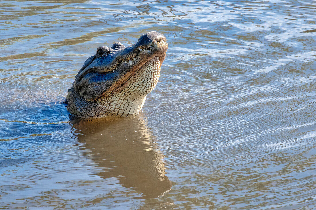Amerikanischer Alligator, Florida