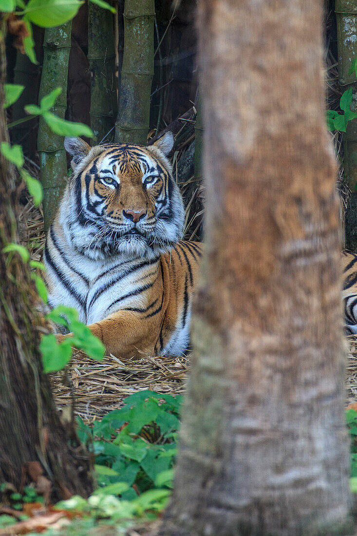 A Malayan tiger maintains a restful vigil.