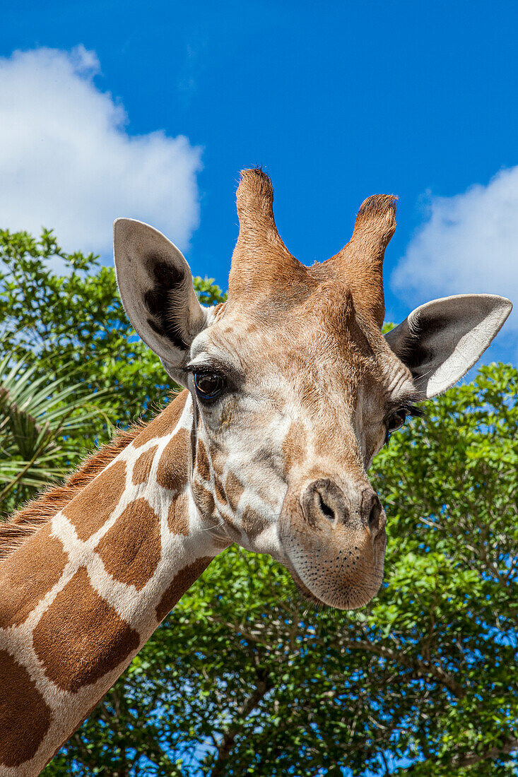 A reticulated giraffe's height gives it a downward glance.
