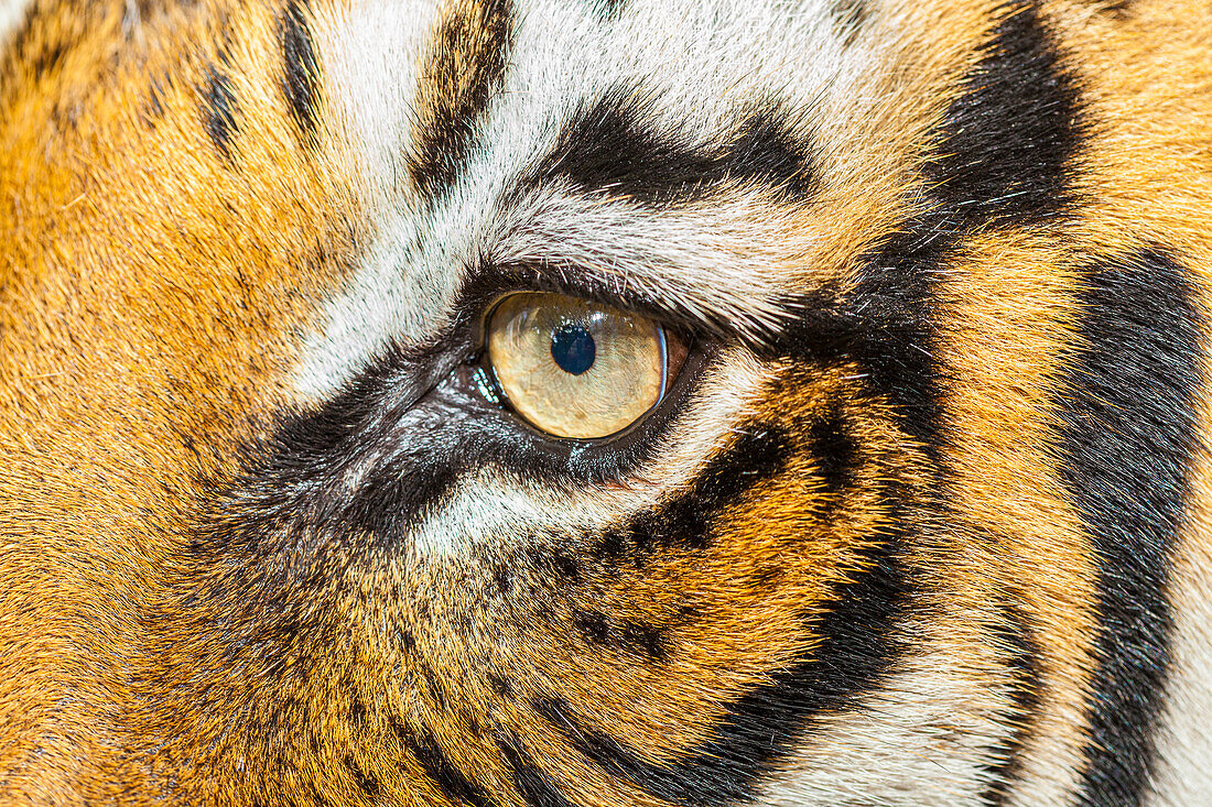 The beautiful eyes of the Malayan tiger.