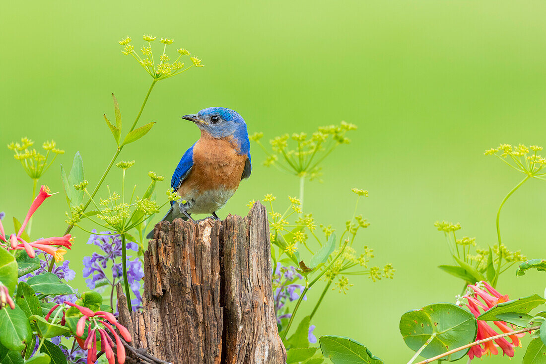 Östliches Bluebird-Männchen auf Zaunpfosten in der Nähe des Blumengartens Marion County, Illinois