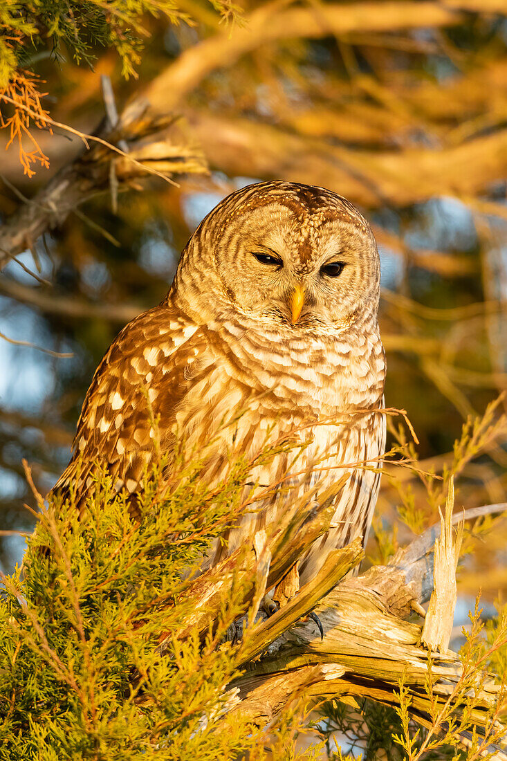 Barred owl in red cedar tree, Marion County, Illinois.