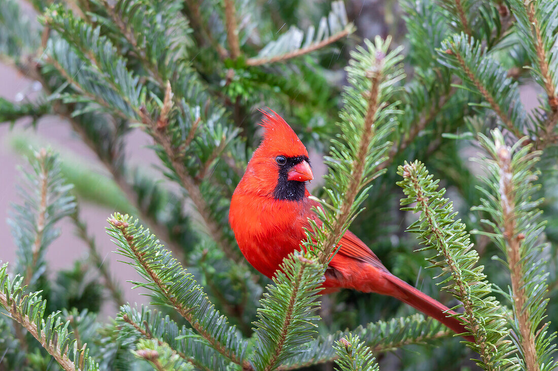 Northern cardinal male in fir tree in snow, Marion County, Illinois.