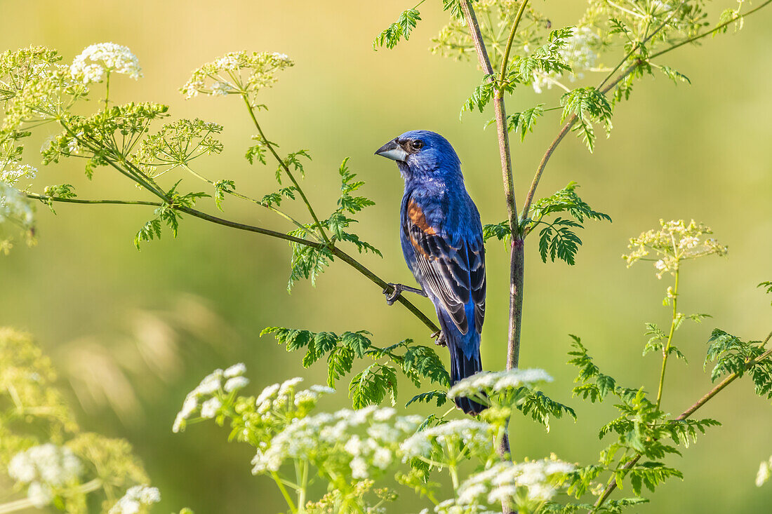 Blue grosbeak male perched on poison hemlock, Marion County, Illinois.