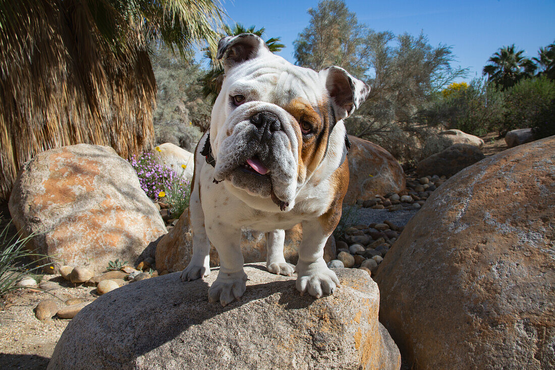 Bulldogge in einem Wüstengarten