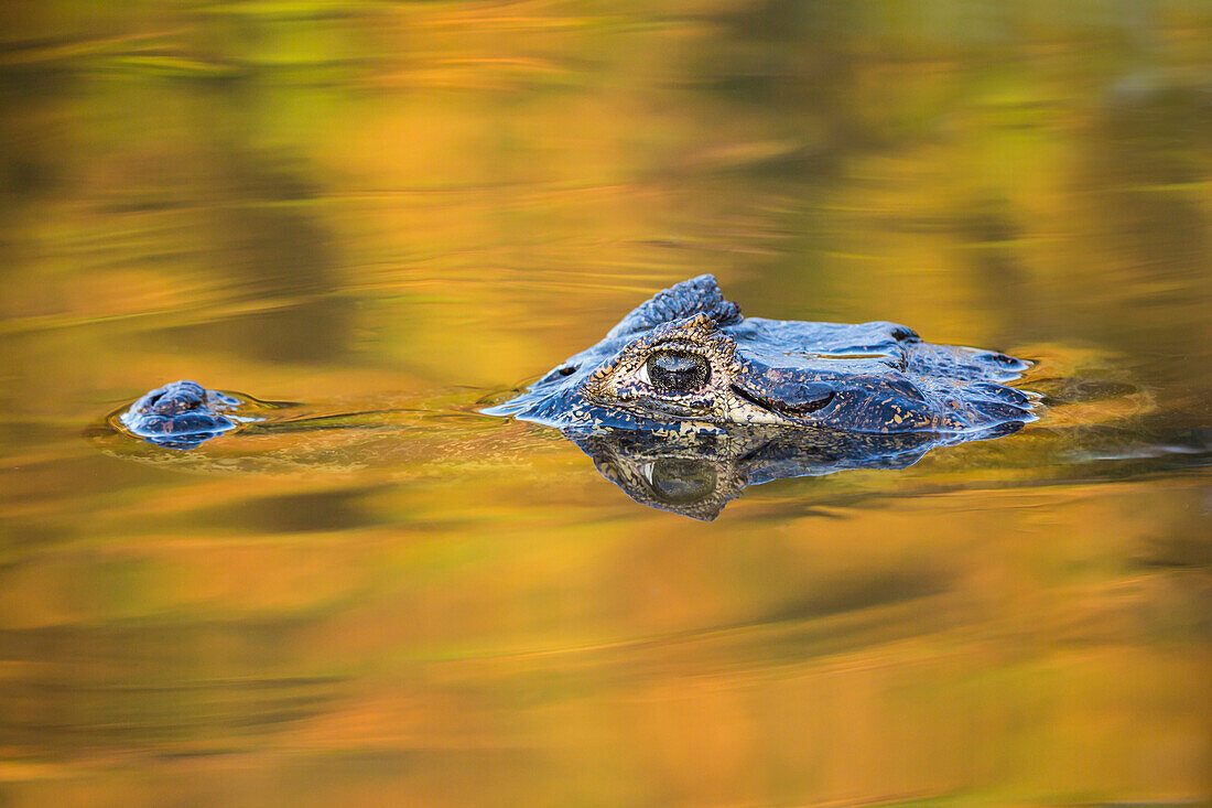 Brazil, Mato Grosso, The Pantanal, Black caiman in reflective water.