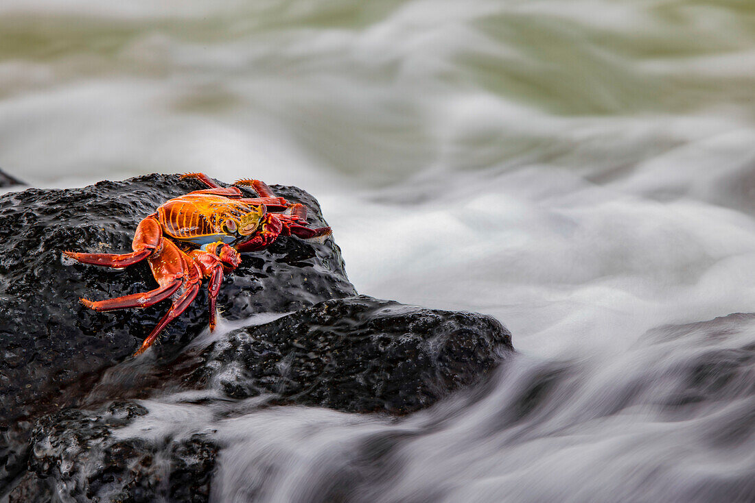 Sally Leichtfußkrabbe. Insel Floreana, Galapagos-Inseln, Ecuador.