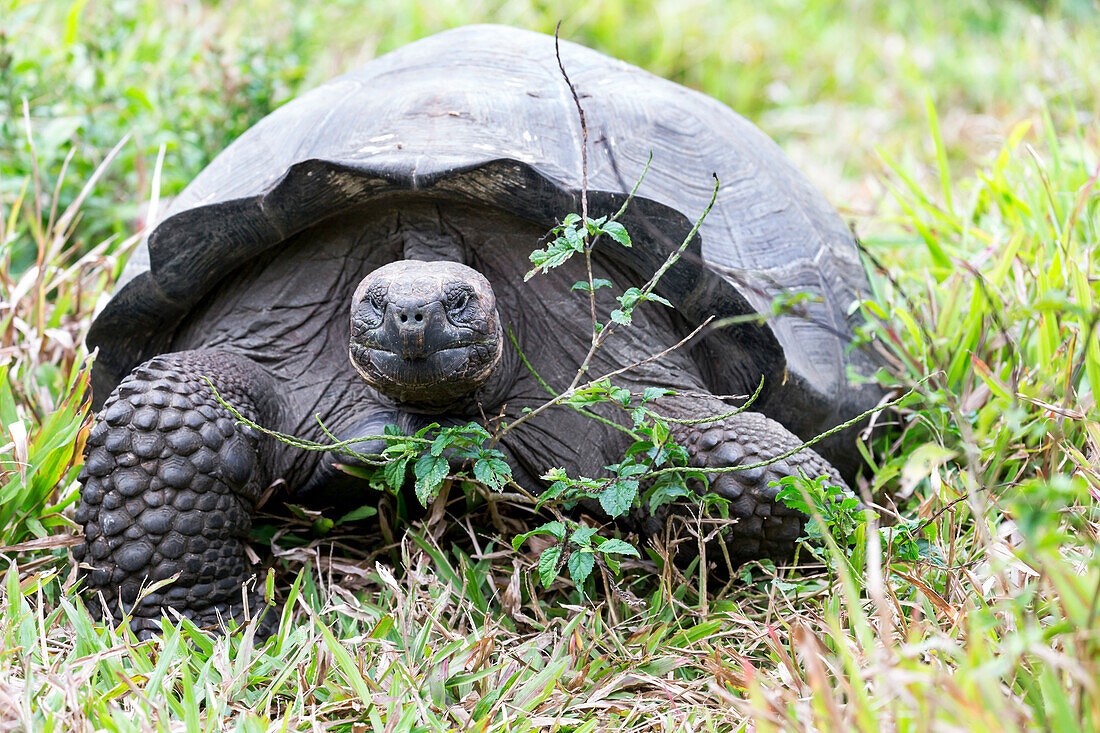 Ecuador, Galapagos-Inseln, Hochland von Santa Cruz, Galapagos-Riesenschildkröte (Geochelone Nigrita) im Gras.