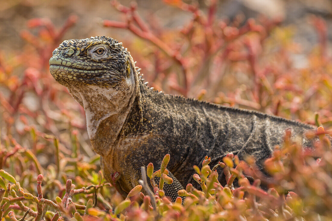 Ecuador, Galapagos-Nationalpark. Landleguan in roten Portulakpflanzen