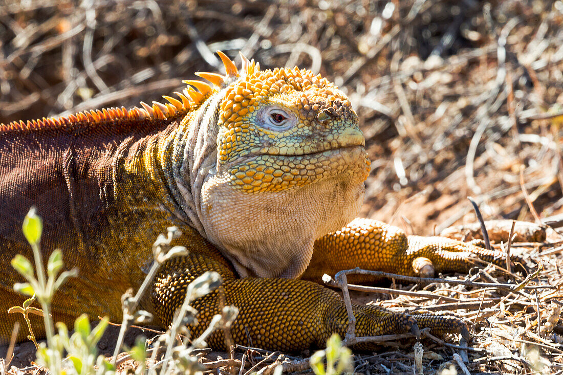 Ecuador, Galapagos Island, Santa Cruz, Cerro Dragon, land iguana (Conolophus subcristatus).