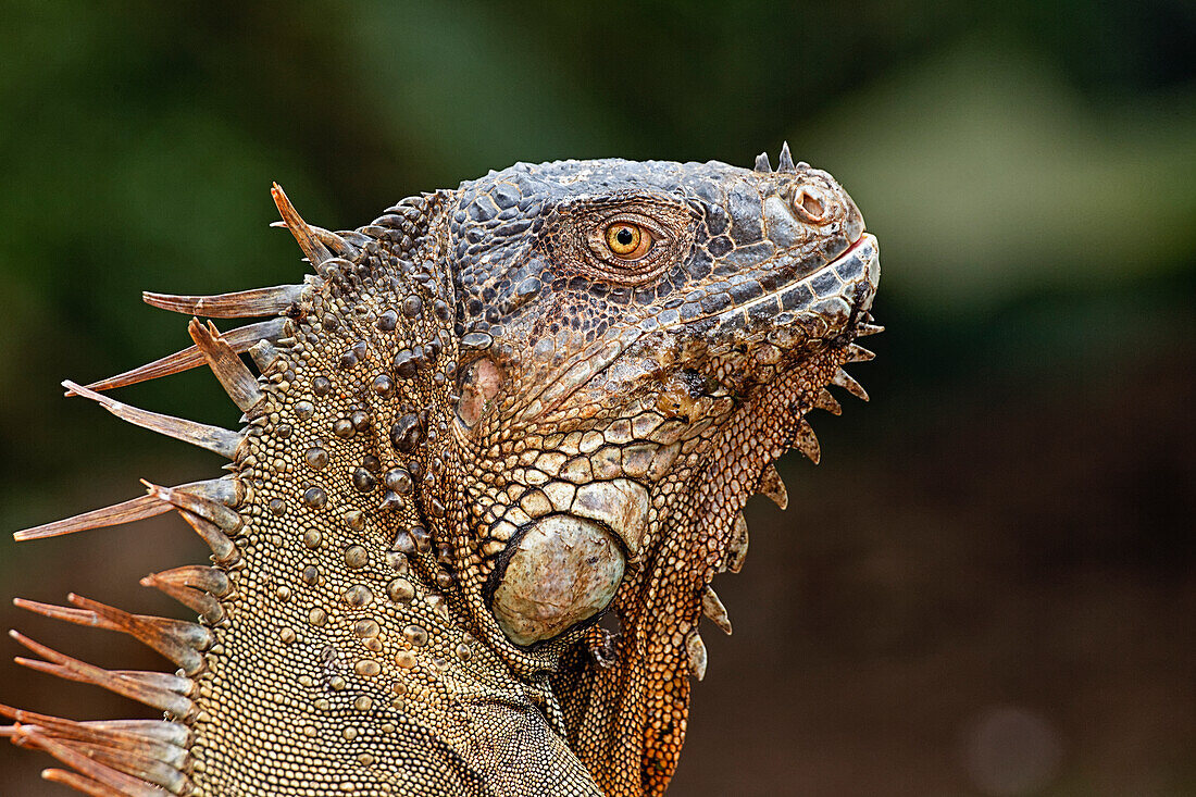Grüner Leguan, Costa Rica