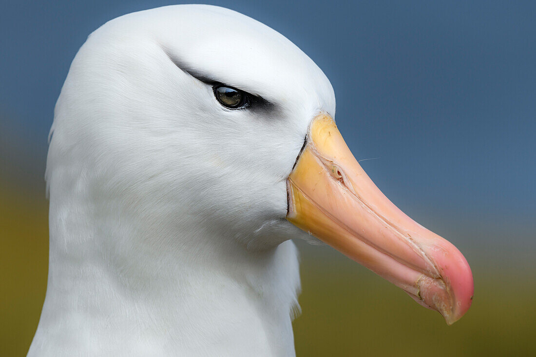 Falkland Islands, West Point Island. Black-browed albatross portrait.