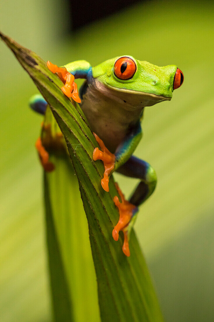 Costa Rica. Red-eyed tree frog close-up