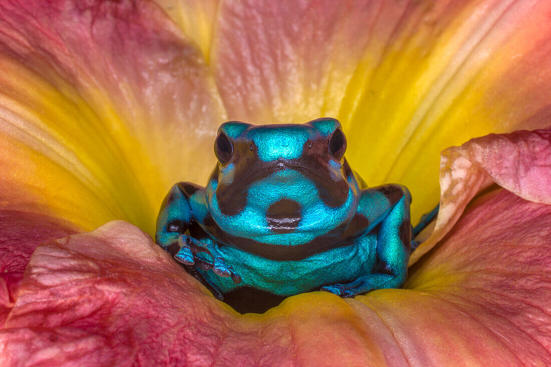 Costa Rica. Pfeilgiftfrosch in Blüte.