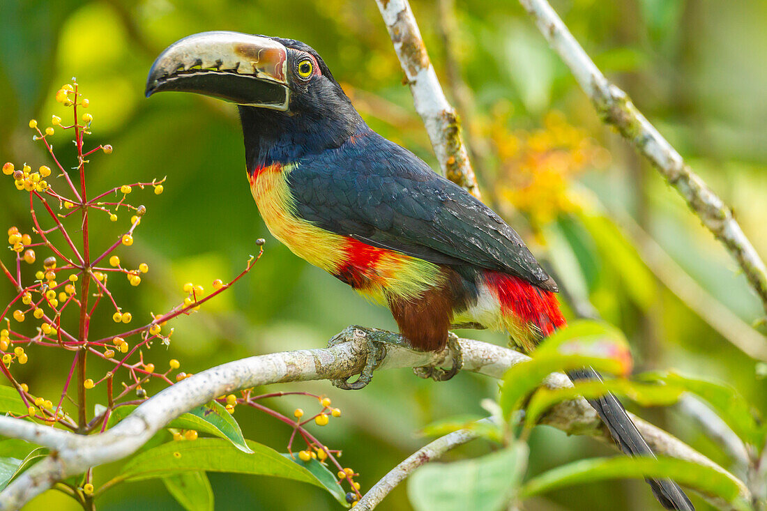 Costa Rica, La Selva Biological Station. Collared aricari on limb