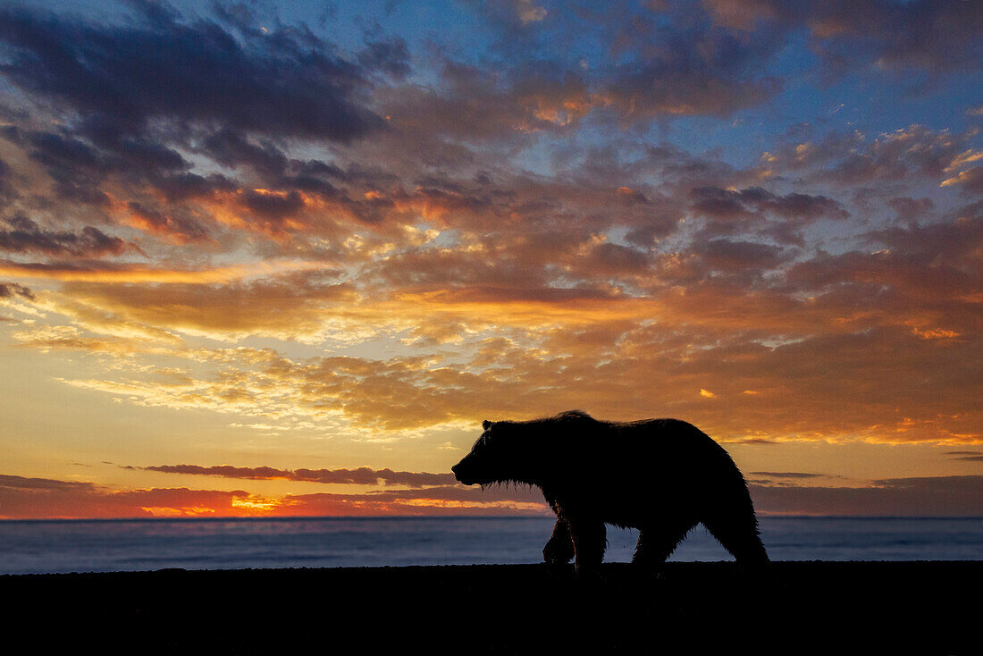 Erwachsenen Grizzlybär Silhouette bei Sonnenaufgang, Lake Clark National Park and Preserve, Alaska, Silver Salmon Creek