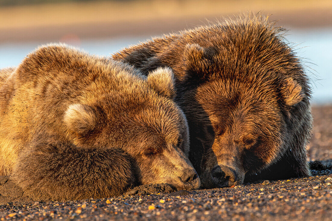 Erwachsener weiblicher Grizzlybär und Cub schlafen zusammen am Strand bei Sonnenaufgang, Lake Clark National Park and Preserve, Alaska