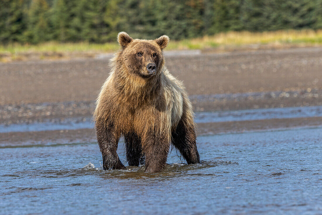 Grizzly bear, Lake Clark National Park and Preserve, Alaska