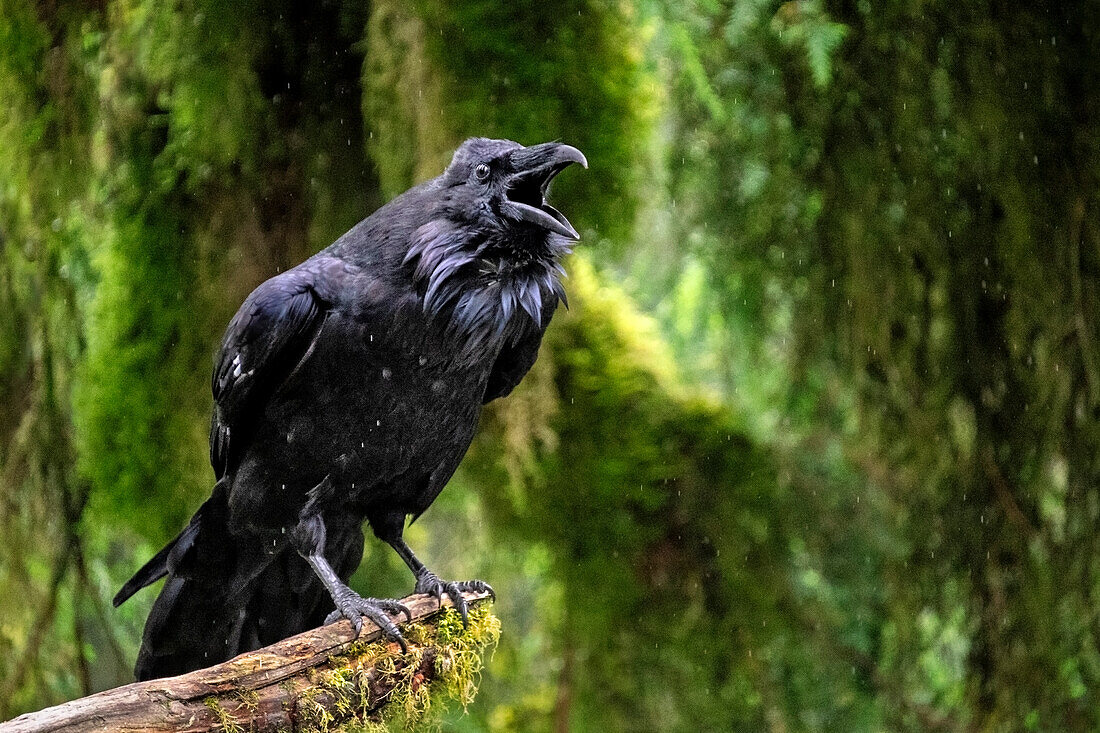 Rabe, Anan Creek, Wrangell, Alaska