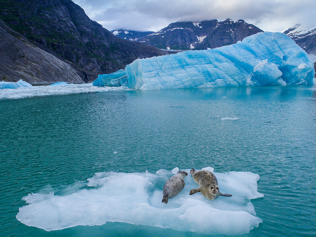 USA, Alaska, Leconte Bay, Aerial view of Harbor Seal and pup resting on iceberg calved from LeConte Glacier east of Petersburg