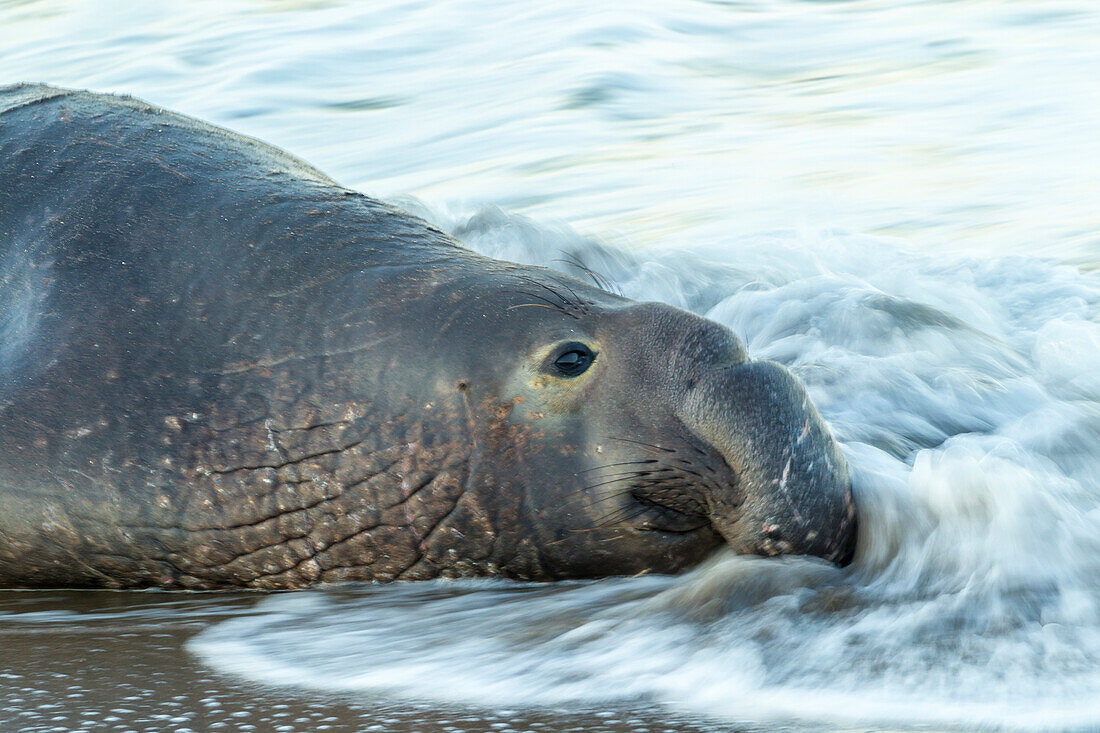USA, Kalifornien, San Luis Obispo County. Männchen des Nördlichen Seeelefanten in der Meeresbrandung